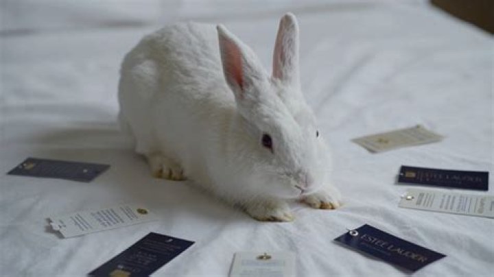 Does estee lauder test on animals?
