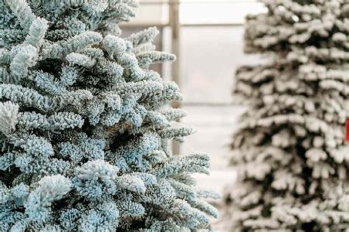 Does flocked christmas trees need water?