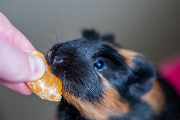 Does guinea pig eat mandarin oranges?