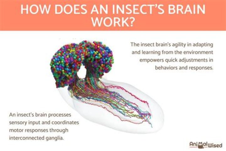 Does insects have brains?