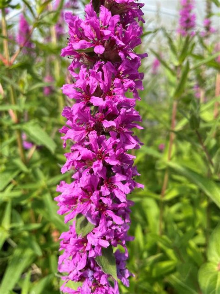Does loosestrife grow in shade?