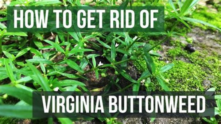 Does msma kill virginia buttonweed?