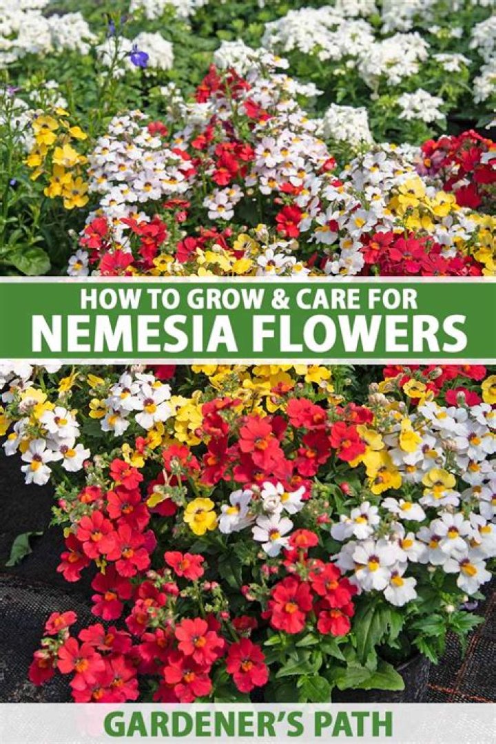Does nemesia grow in shade?