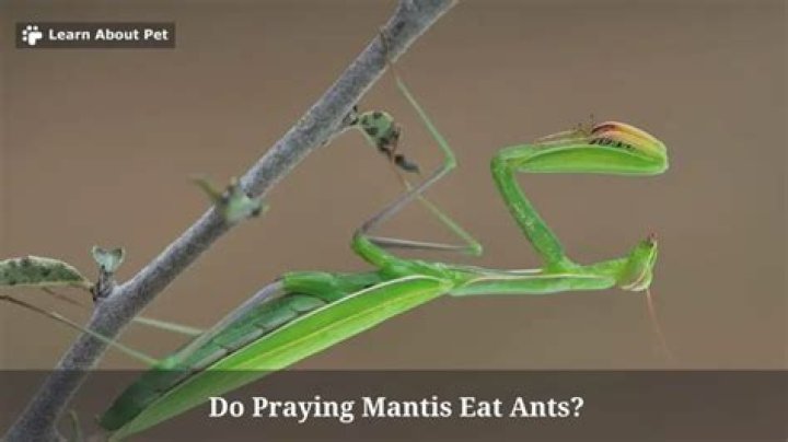 Does praying mantis eat ants?