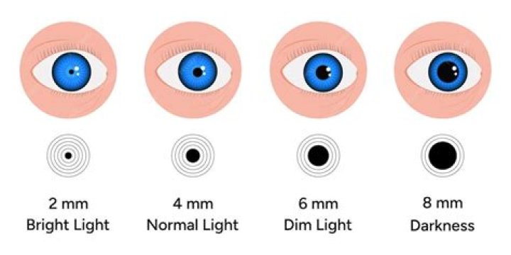 Does pupil size change?