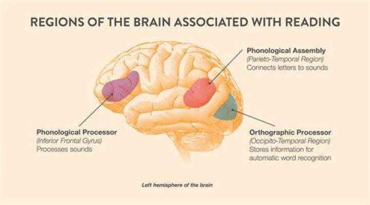 Does reading tire your brain?