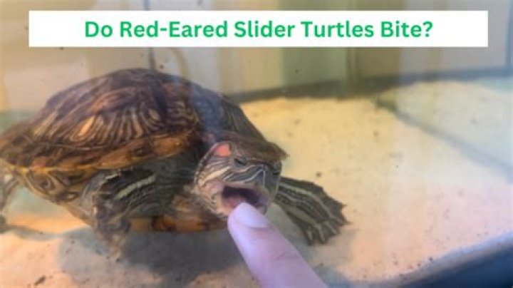 Does red eared slider bite?
