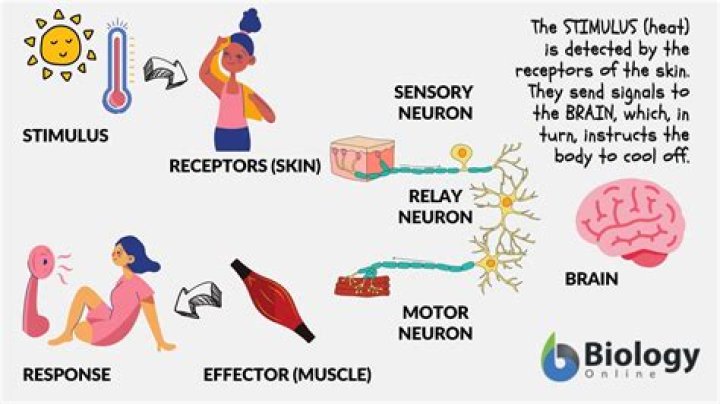 Does response mean in science?
