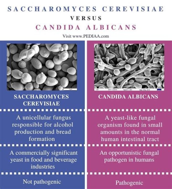 Does saccharomyces cerevisiae cause candida?