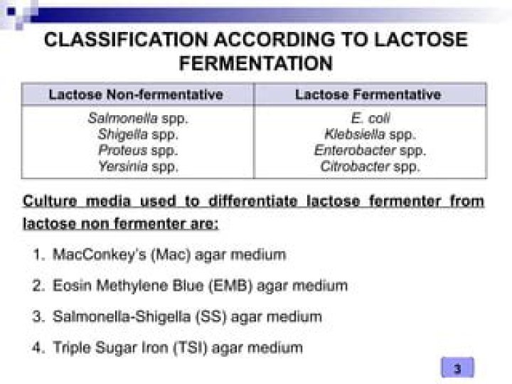 Does salmonella enteritidis ferment lactose?