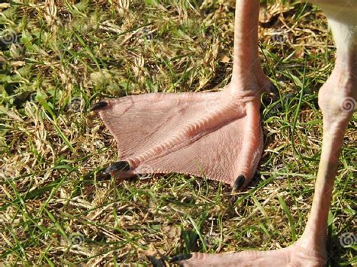 Does seagull have webbed feet?