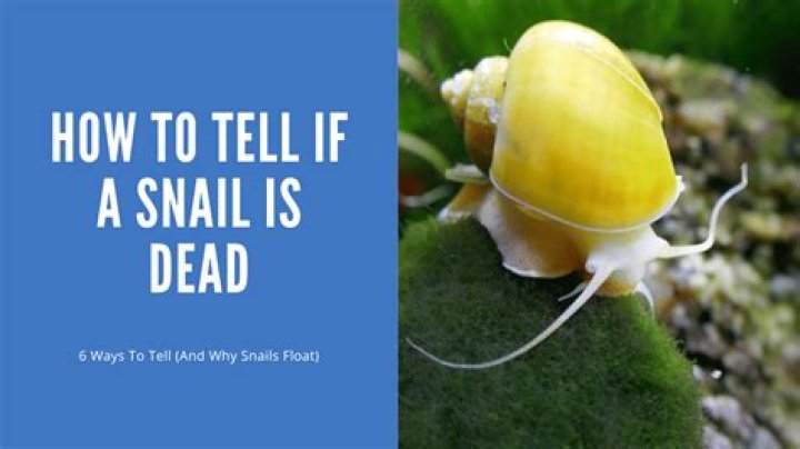 Does snails drown in water?