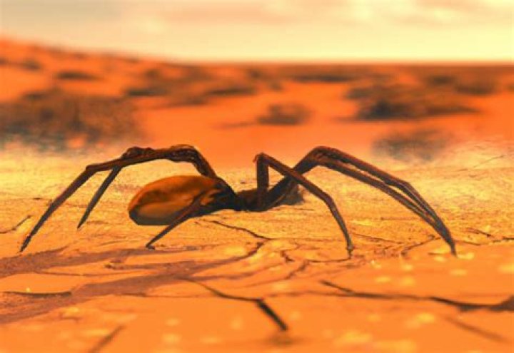 Does spider like heat?
