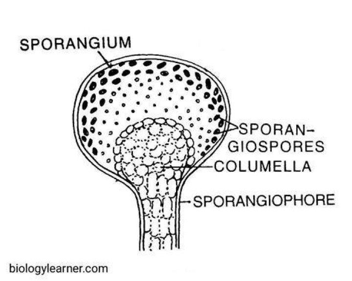 Does sporangium contains spores?