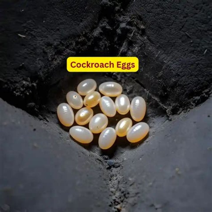Does squashing a cockroach release eggs?