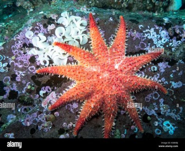 Does starfish lay eggs?