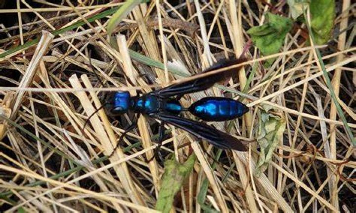 Does talstar kill mud daubers?