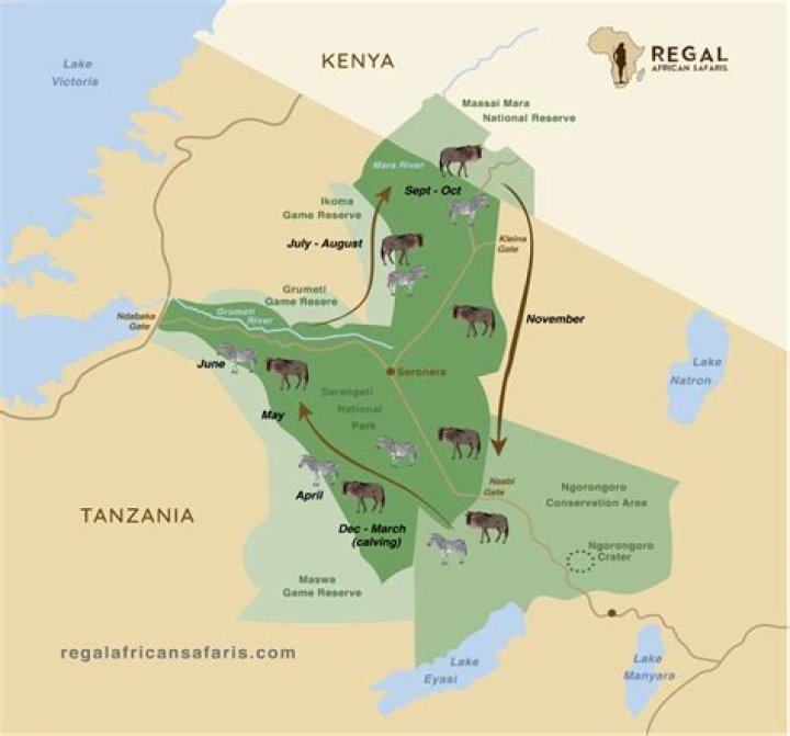 Does the blue wildebeest migrate?