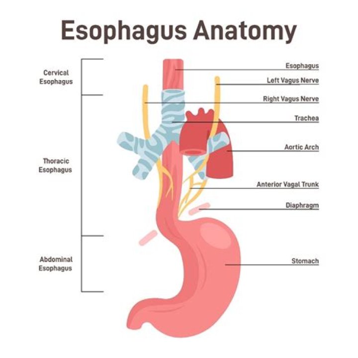 Does the esophagus have mucus glands?