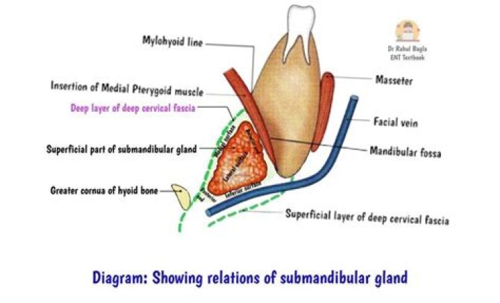 Does the submandibular gland move?