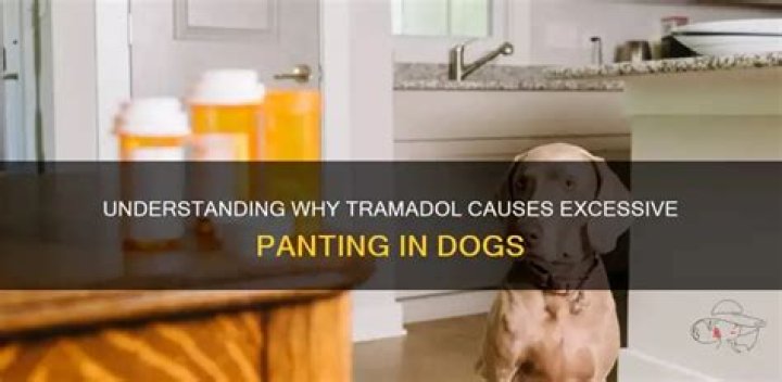 Does tramadol make dogs pant?