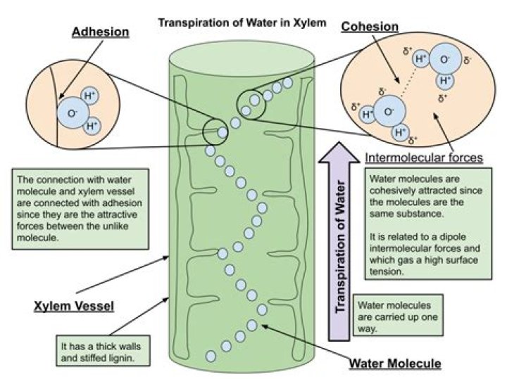 Does water have adhesion?