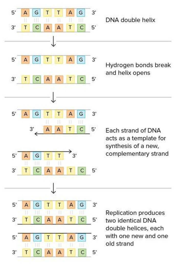 During dna replication a complementary strand of dna?