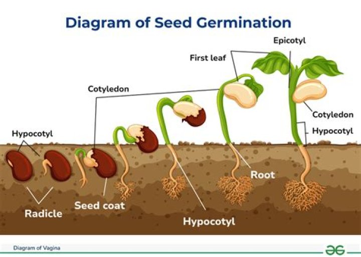 During seed germination hypocotyl transform into?