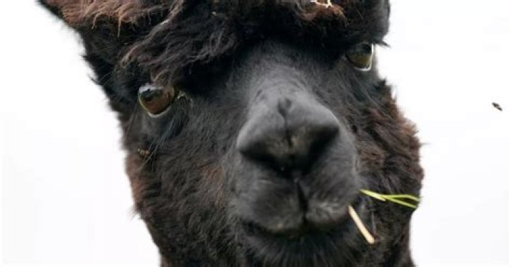 Has geronimo the alpaca been put down?