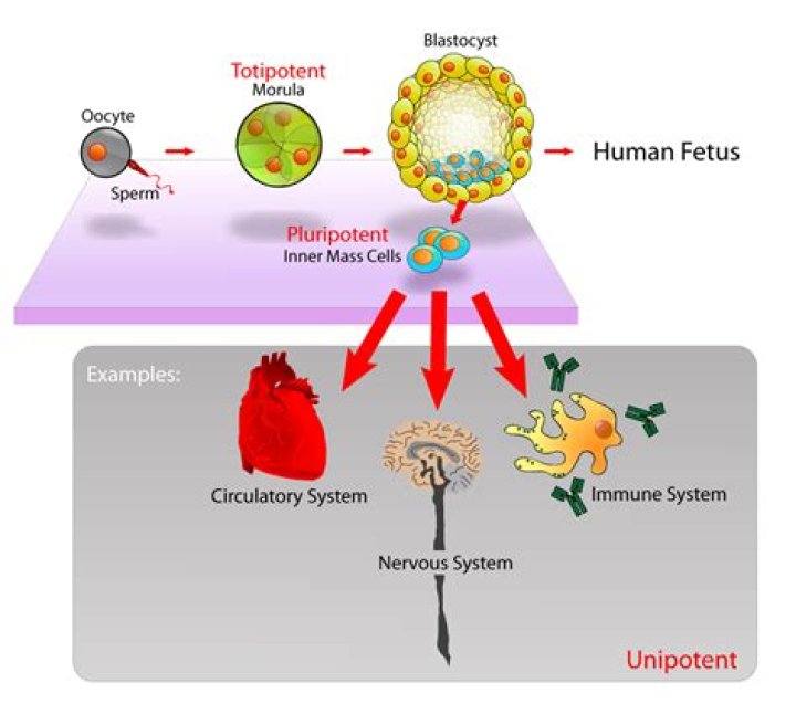 How are cells totipotent?
