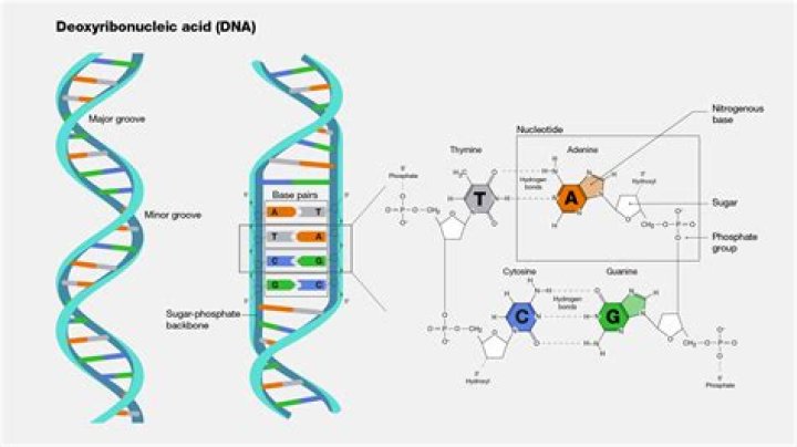How are deoxyribonucleotides formed?