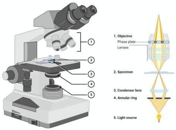 How are specimens prepared for a light microscope?