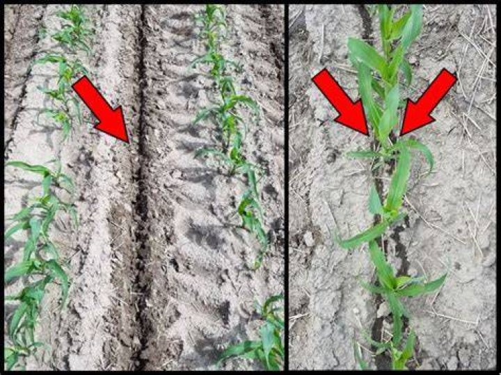 How deep to sidedress corn?