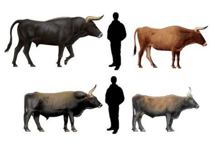 How did aurochs go extinct?