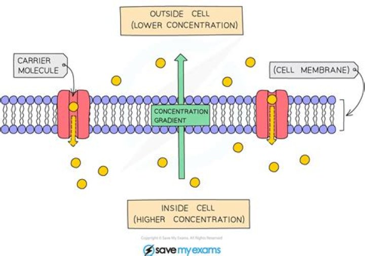 How do cells move materials across the membrane?