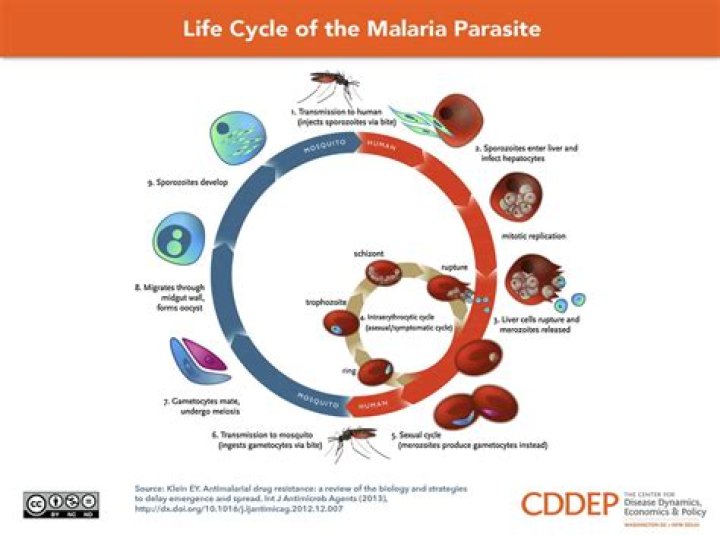 How does algid malaria occur?