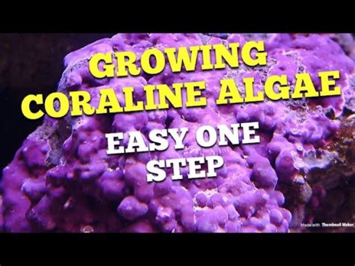 How does coralline algae start?