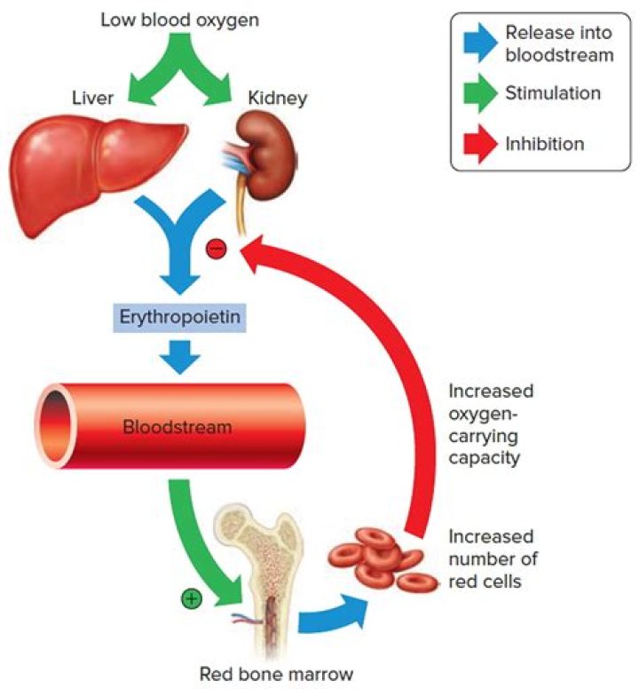 How does erythrocytosis work?
