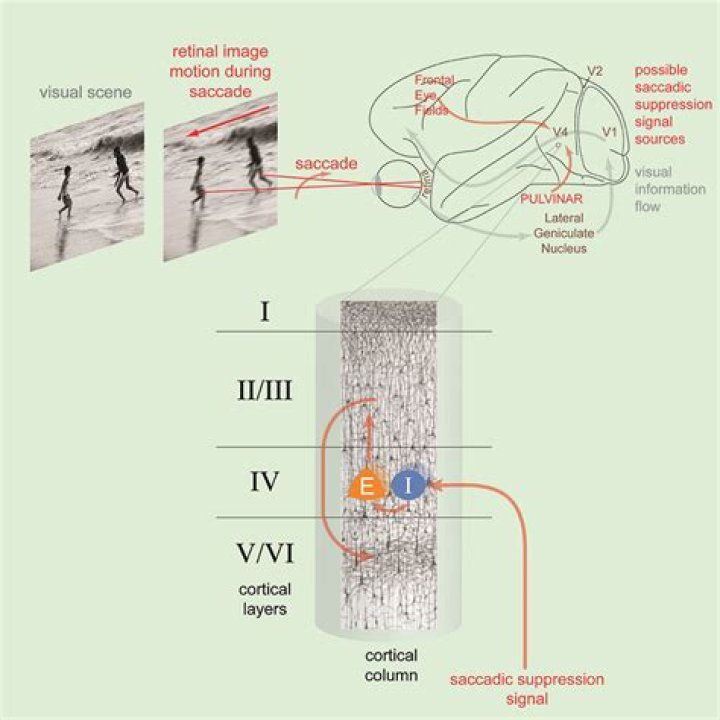 How does saccadic suppression work?