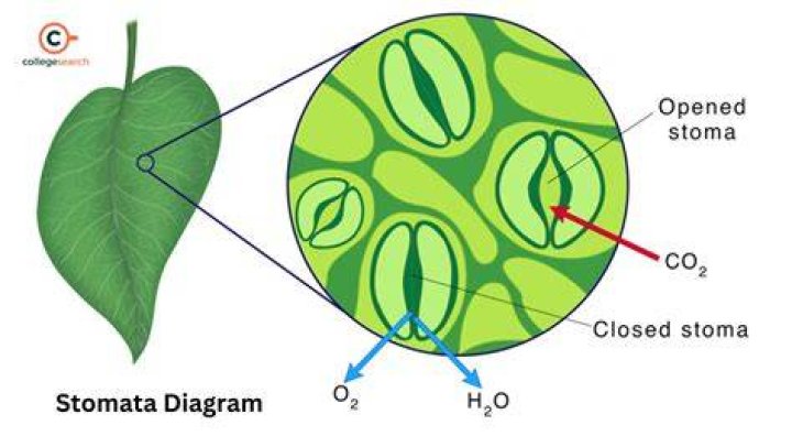 How does stomatal density vary with co2 concentration?