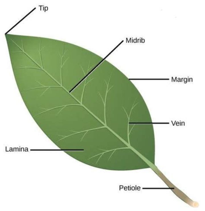 How does the midrib work?