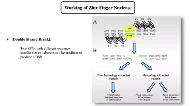 How does zinc finger nucleases work?