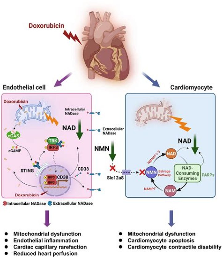 How doxorubicin cause cardiotoxicity?