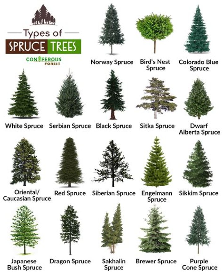 How fast spruces grow?