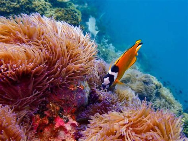 How good are spadefish?