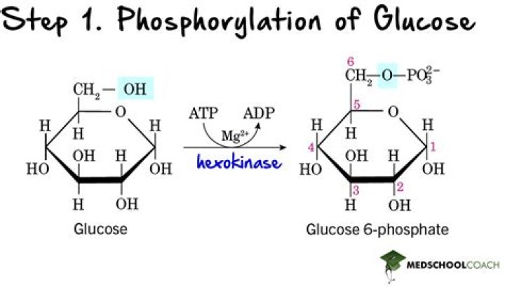 How hexokinase regulate glycolysis?