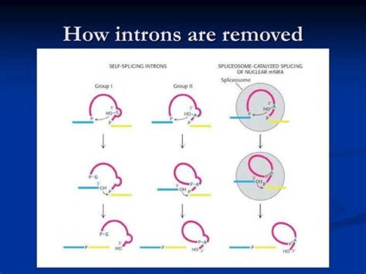 How introns are removed?