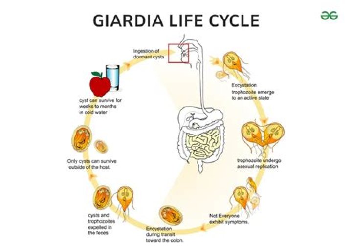 How is giardia transmitted?