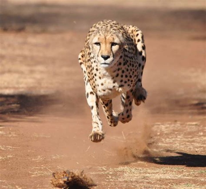 How long can cheetahs run?