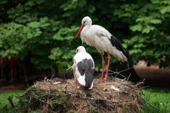 How long do storks live?